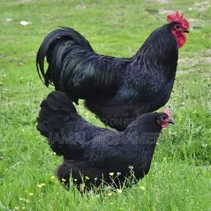 Black Australorp, Kuku Weusi Breed Kubwa Ya Malawi