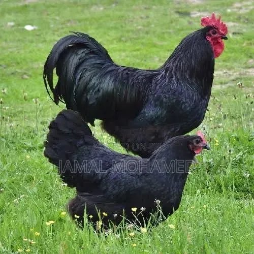 Black Australorp, Kuku Weusi Breed Kubwa Ya Malawi