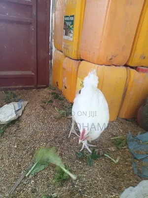 White Leghorm ,Breed Kubwa Nyeupe  Ya Malawi