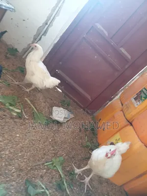 White Leghorm ,Breed Kubwa Nyeupe  Ya Malawi
