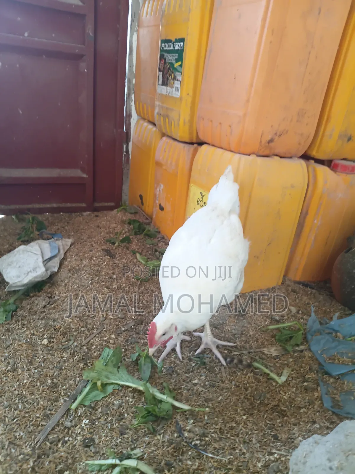 White Leghorm ,Breed Kubwa Nyeupe  Ya Malawi