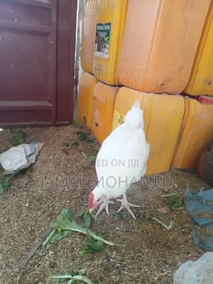 White Leghorm ,Breed Kubwa Nyeupe  Ya Malawi