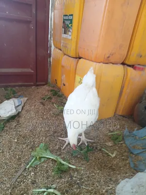 White Leghorm ,Breed Kubwa Nyeupe  Ya Malawi
