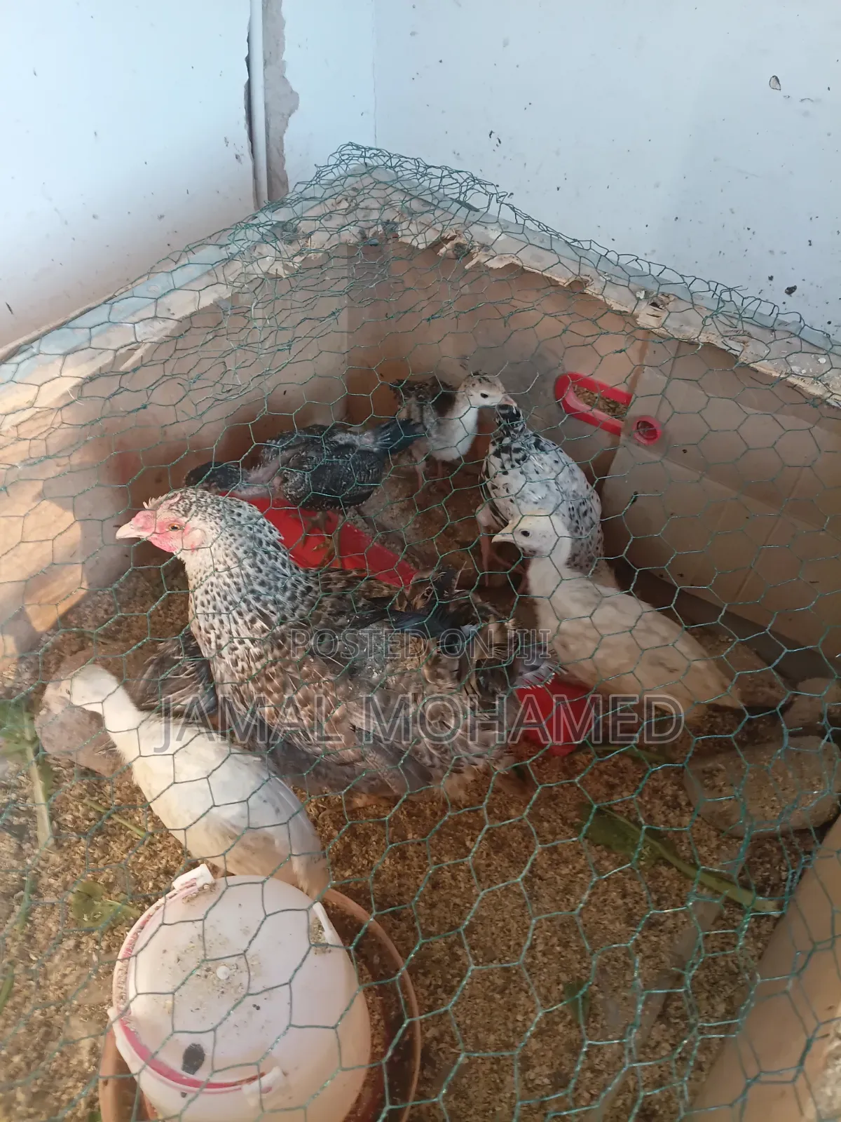 Bata Mzinga Wadogo Miezi Mitatu