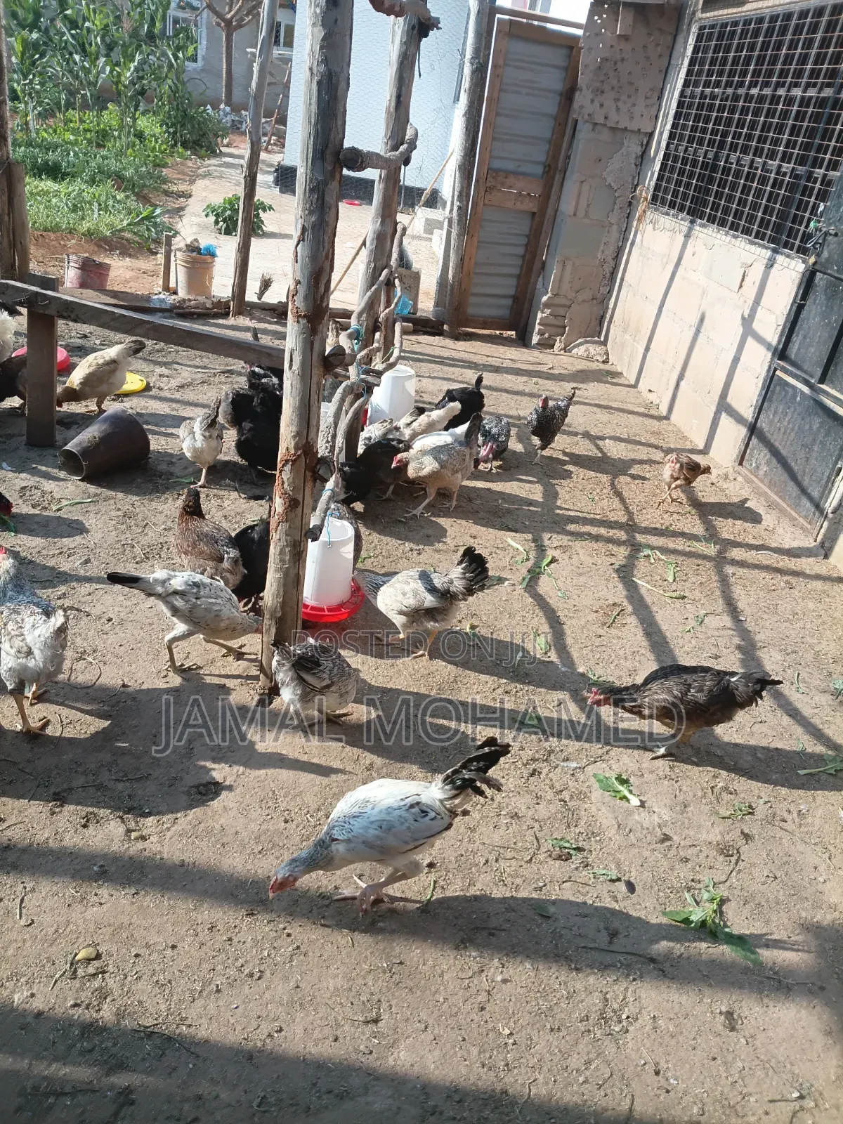Kuku Wakienyeji Pure 60 Wanataga Na Jogoo Wambegu Nyeupe 2