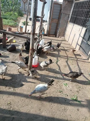 Kuku Wakienyeji Pure 60 Wanataga Na Jogoo Wambegu Nyeupe 2