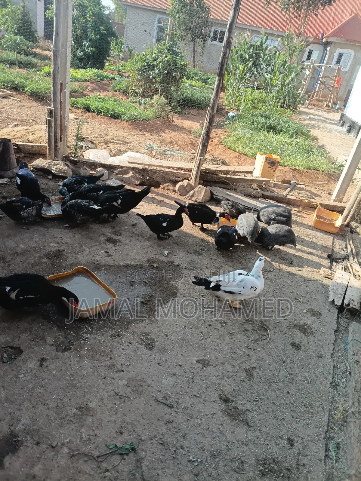 Bata Wa Kienyeji Na Kanga