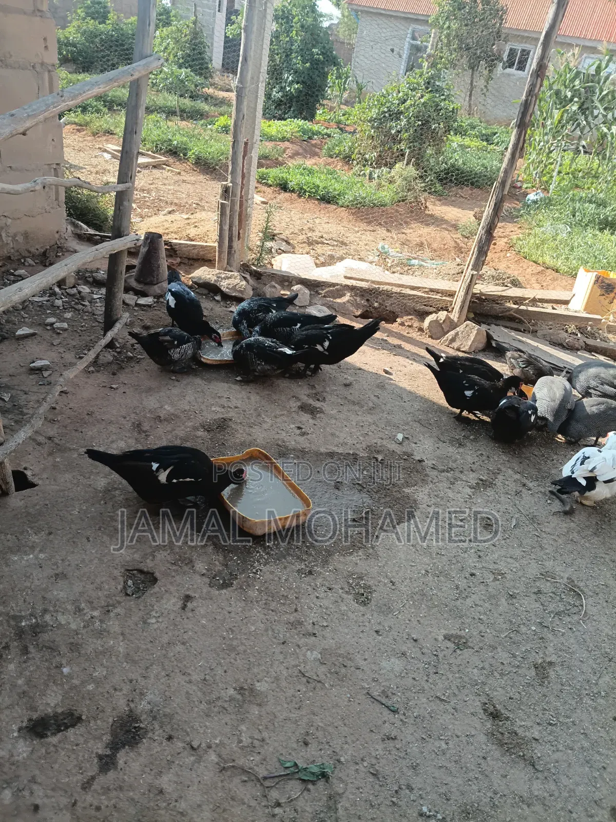Bata Wa Kienyeji Na Kanga