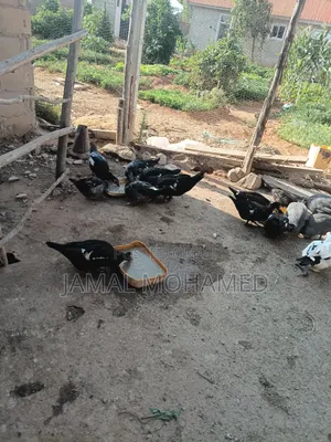 Bata Wa Kienyeji Na Kanga