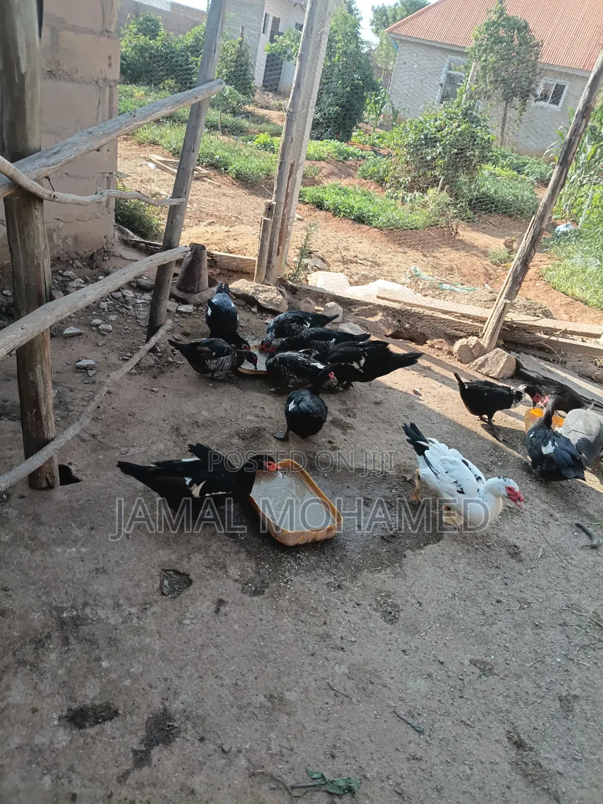Bata Wa Kienyeji Na Kanga