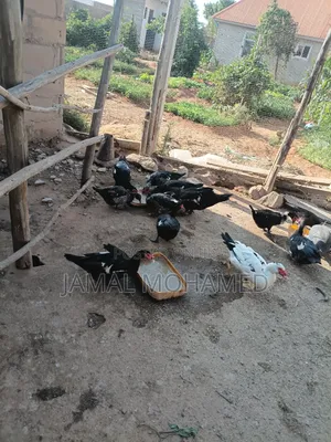 Bata Wa Kienyeji Na Kanga