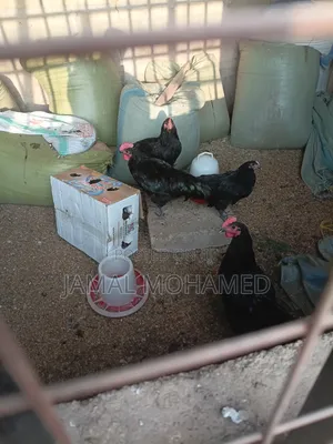 Kuku Wa Malawi Weusi Wakubwa Miezi 7