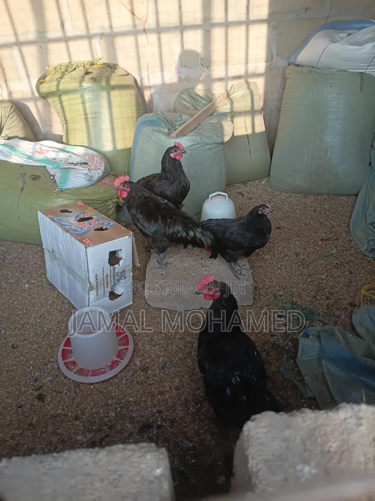 Kuku Wa Malawi Weusi Wakubwa Miezi 7