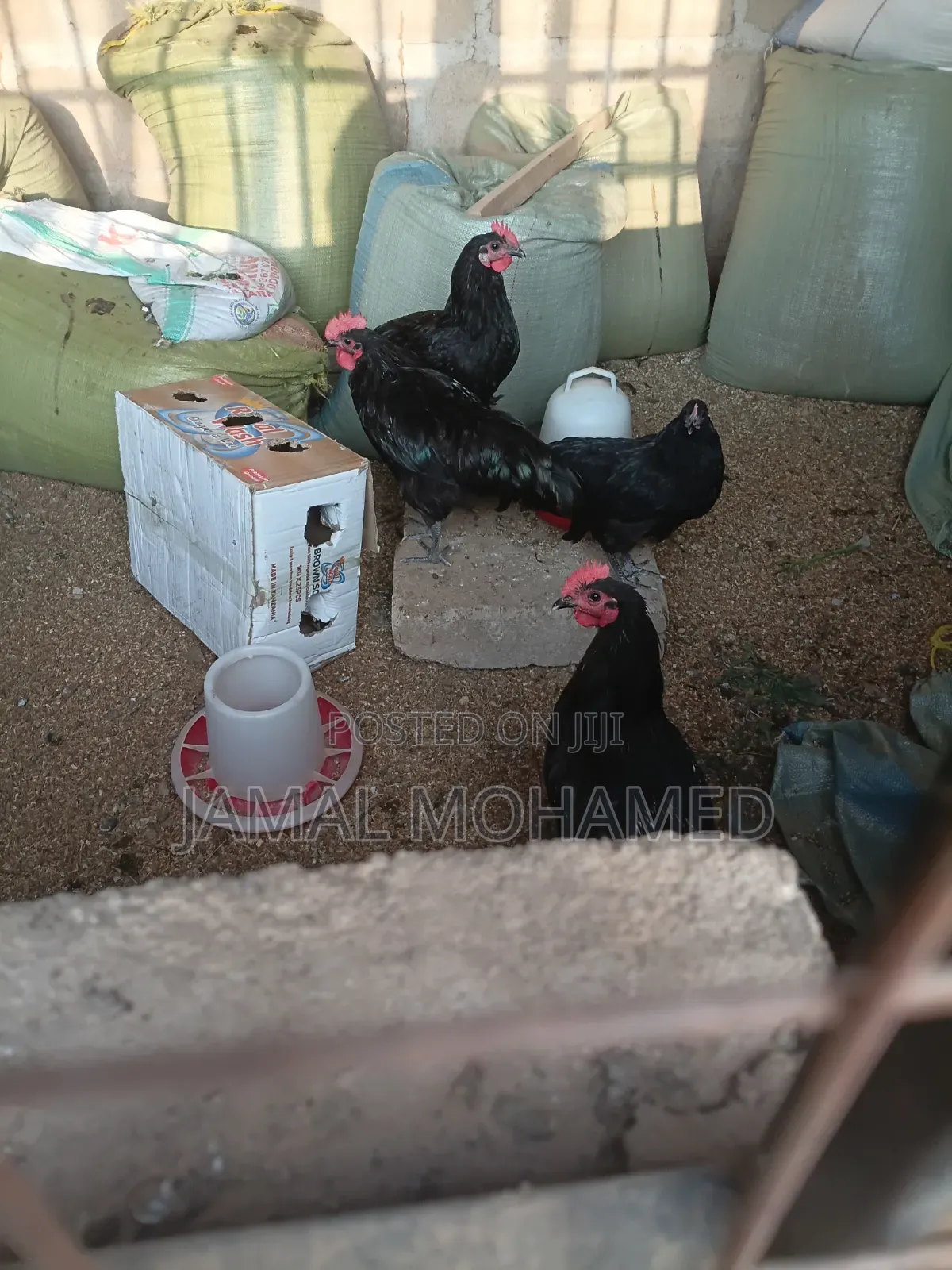 Kuku Wa Malawi Weusi Wakubwa Miezi 7