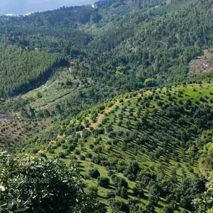 Farm for Sale Mlimba Morogoro
