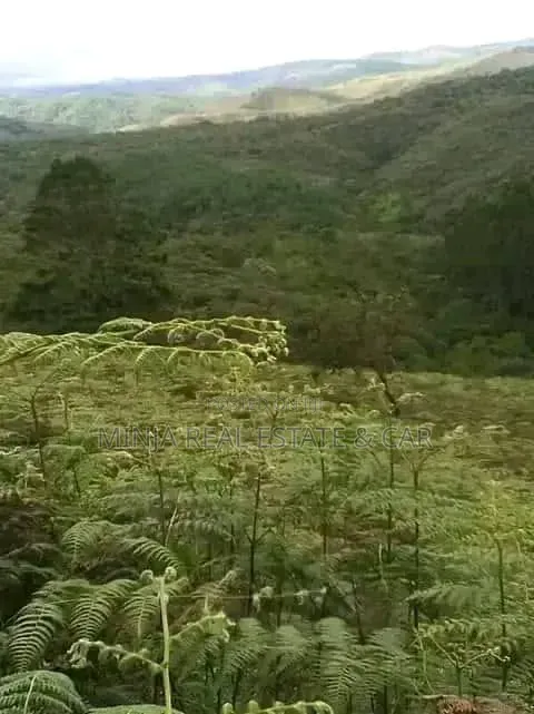 Farm for Sale Mlimba Morogoro