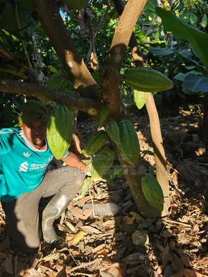 Farm for Sale Mlimba Morogoro