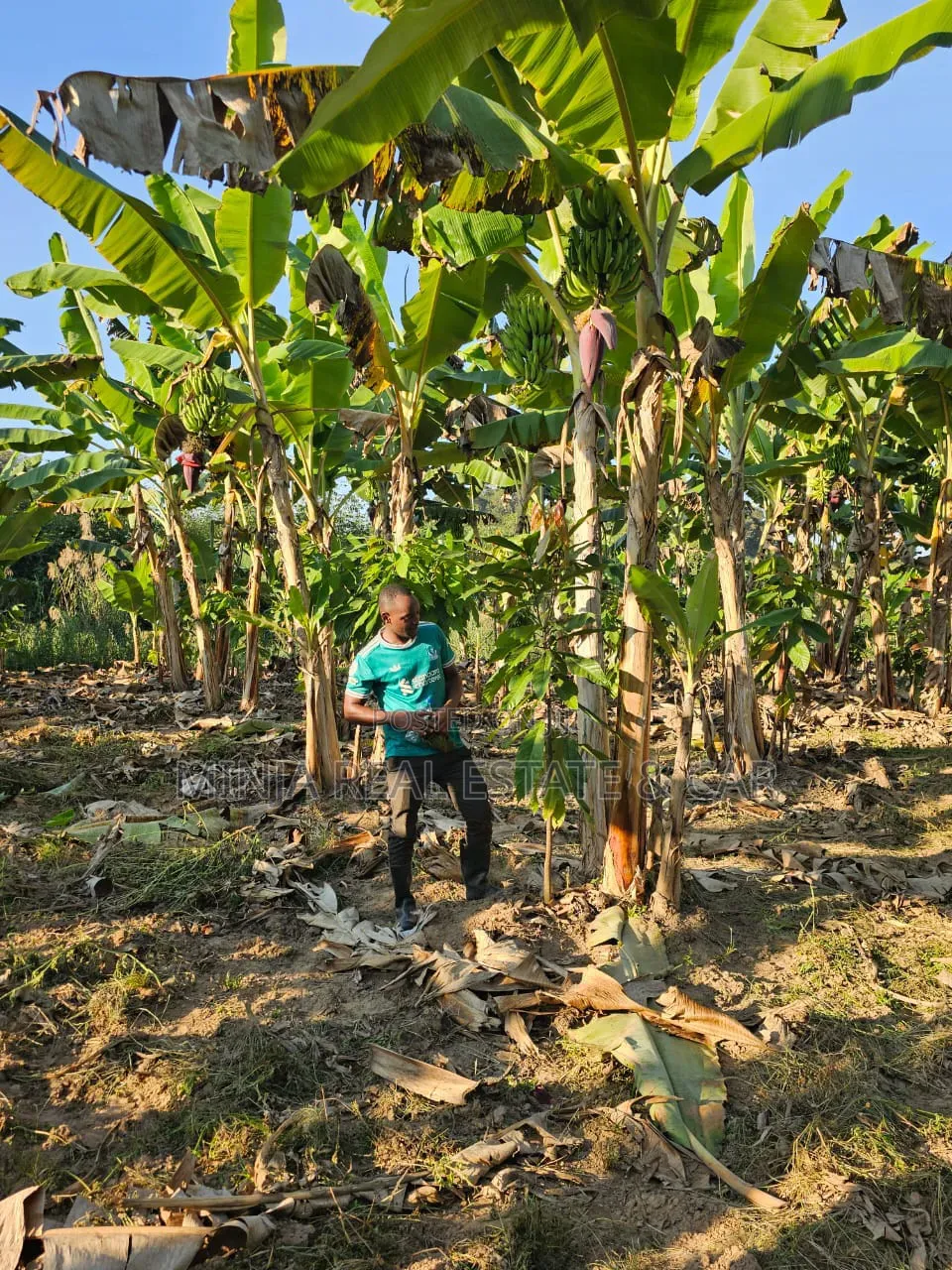 Farm for Sale Mlimba Morogoro
