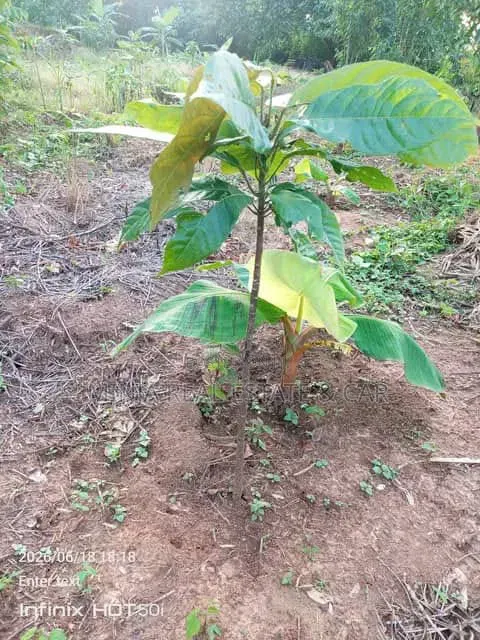 Farm for Sale Mlimba Morogoro