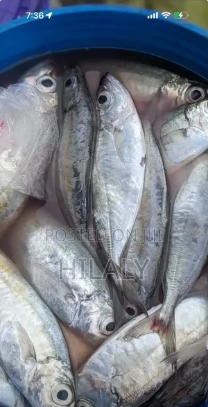 Tunauza Samaki Vibua Kwa Jumla Na Rejareja
