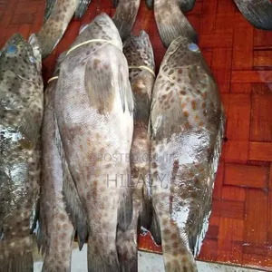 Tunauza Samaki Chewa Fresh Jumla Na Rejareja