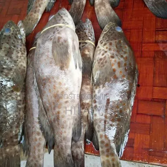 Tunauza Samaki Chewa Fresh Jumla Na Rejareja