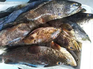 Tunauza Samaki Chewa Fresh Jumla Na Rejareja