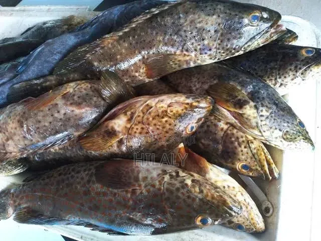 Tunauza Samaki Chewa Fresh Jumla Na Rejareja