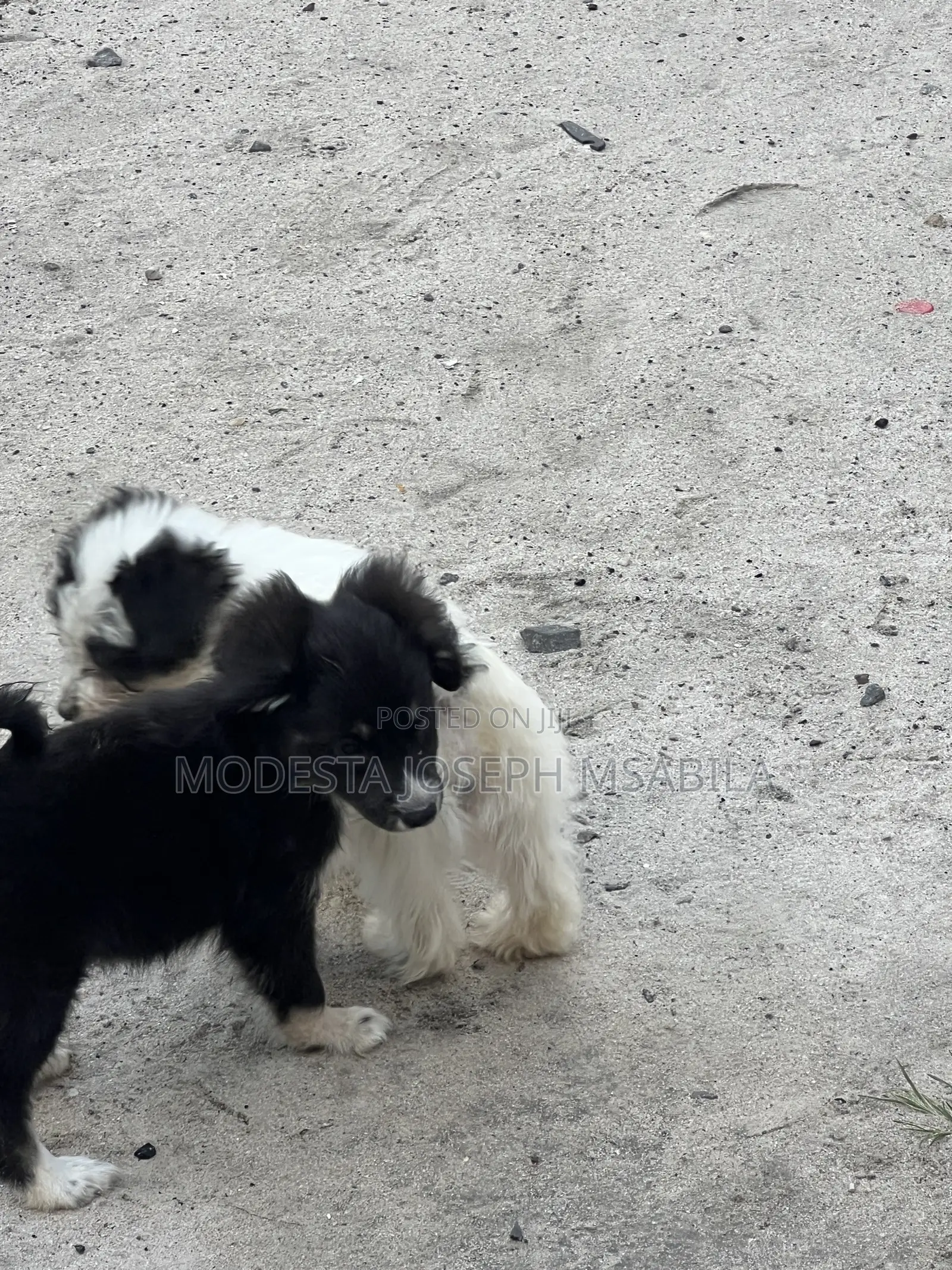 3-6 months Male Purebred Maltese