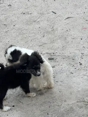 3-6 months Male Purebred Maltese