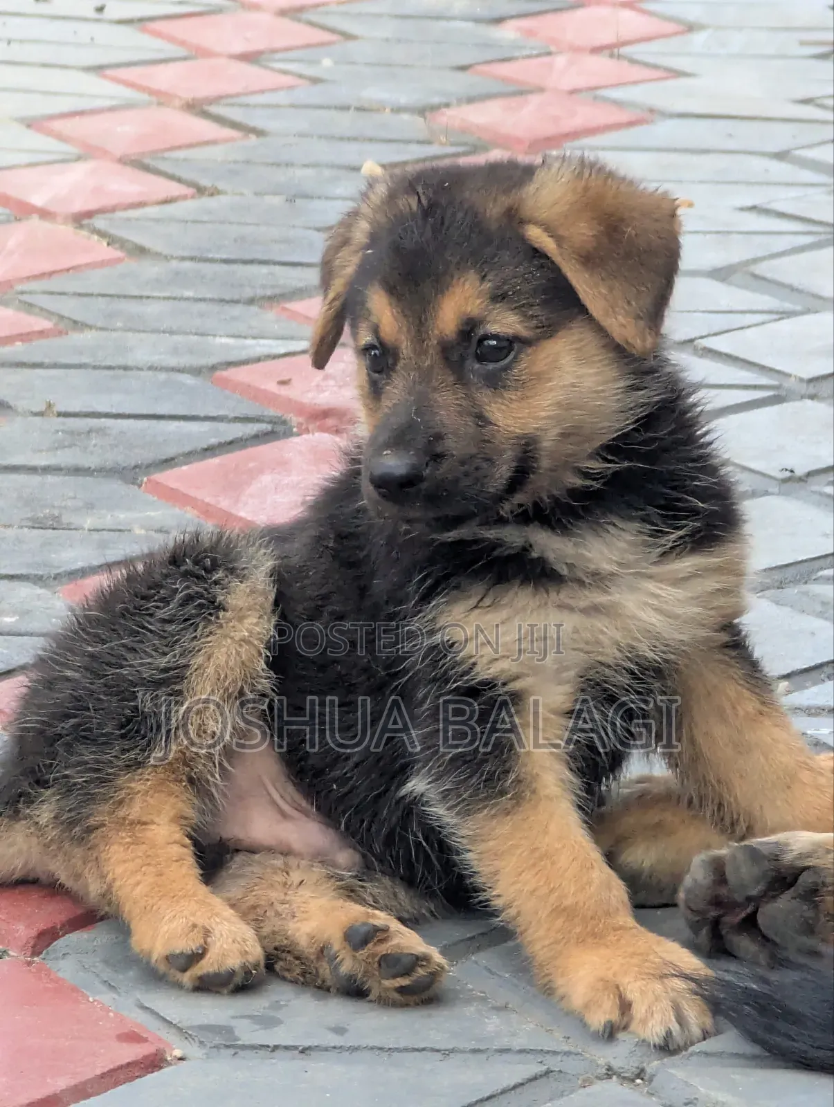 1-3 months Male Purebred German Shepherd