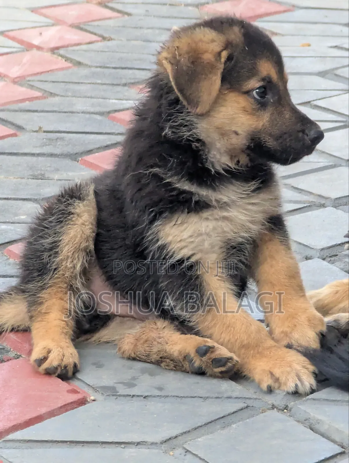 1-3 months Male Purebred German Shepherd