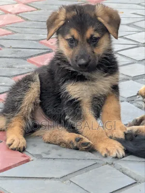 1-3 months Male Purebred German Shepherd