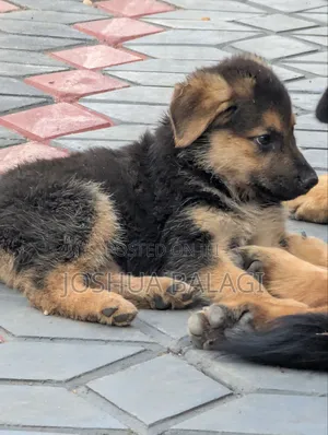 1-3 months Male Purebred German Shepherd