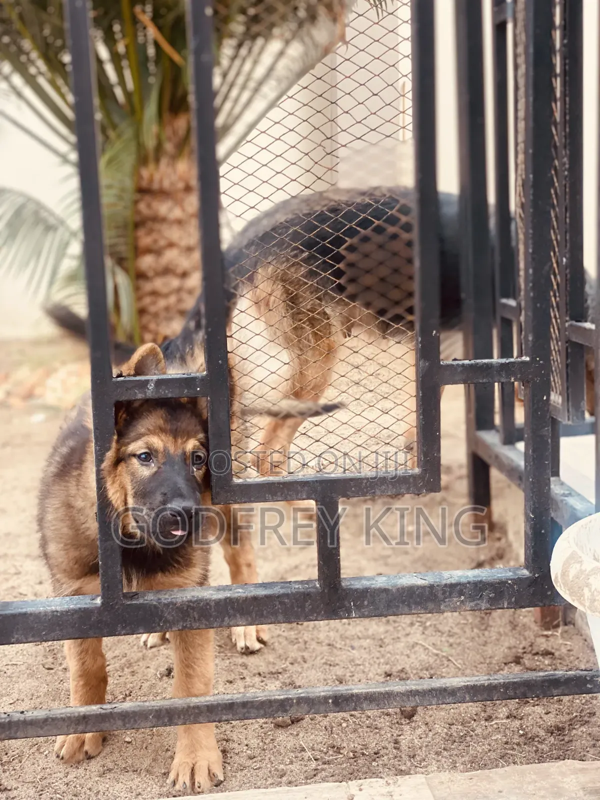 3-6 months Female Purebred German Shepherd