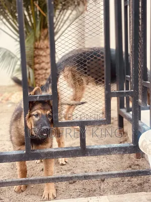 3-6 months Female Purebred German Shepherd