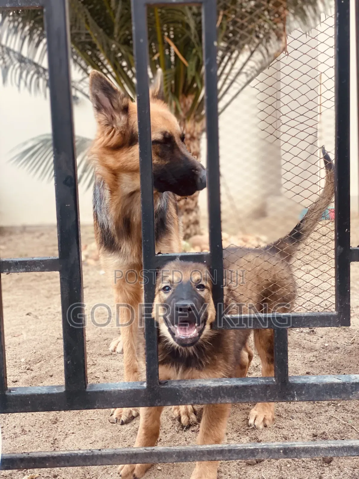 3-6 months Female Purebred German Shepherd