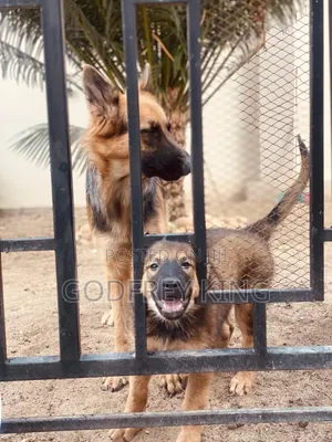 3-6 months Female Purebred German Shepherd