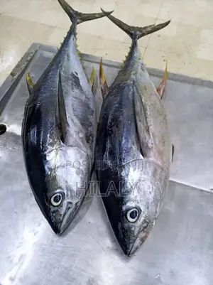 Tunauza Jodari/Tuna Fish Fresh Kwa Jumla Na Rejareja