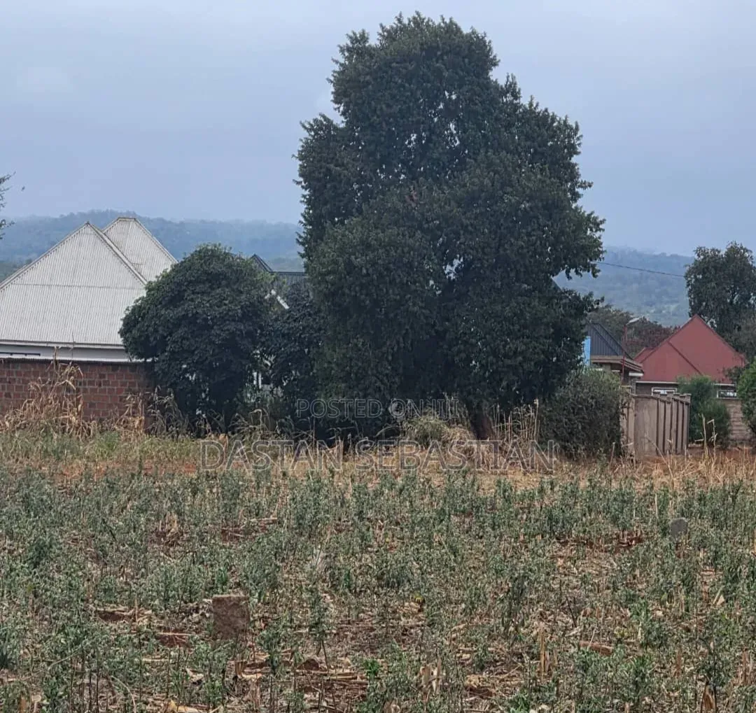 Moshi  Njiapanda Ya Himo
