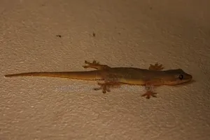 Tunanunua Mijusi (Lizards)!