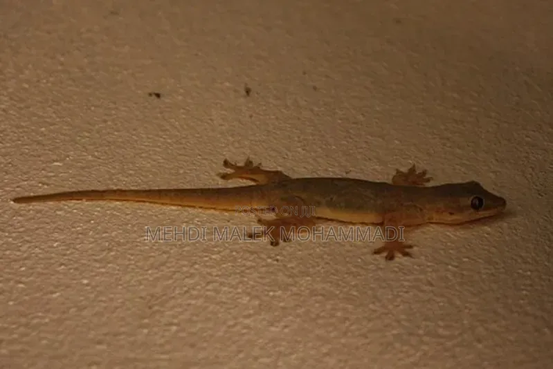 Tunanunua Mijusi (Lizards)!