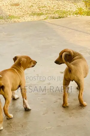 1-3 months Female Mixed Breed Dog