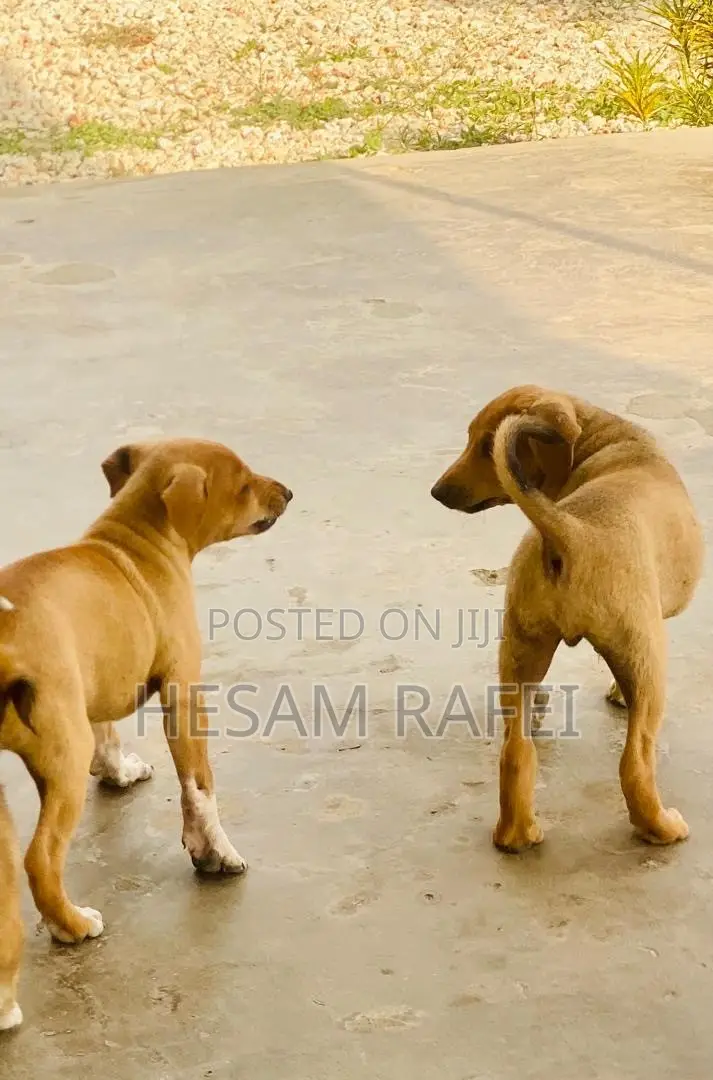 1-3 months Female Mixed Breed Dog