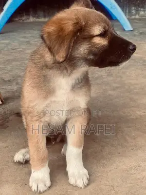 1-3 months Female Mixed Breed Dog