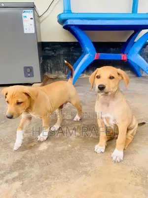 1-3 months Female Mixed Breed Dog