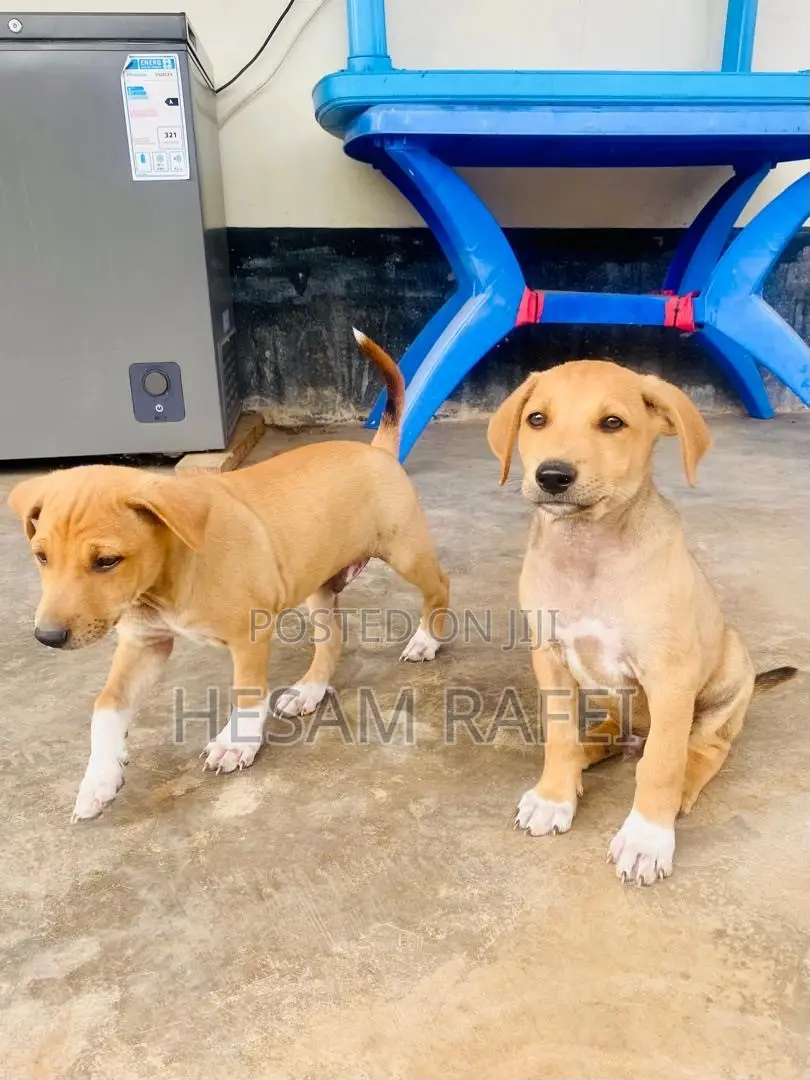 1-3 months Female Mixed Breed Dog