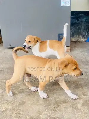1-3 months Female Mixed Breed Dog