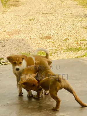 1-3 months Female Mixed Breed Dog