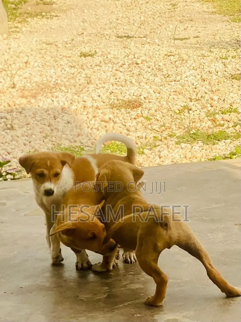 1-3 months Female Mixed Breed Dog